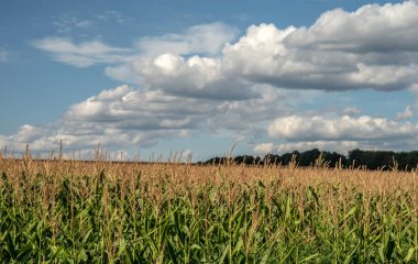 Bir koruluğun arka planına ve beyaz bulutlu gökyüzüne karşı mısır tarlası. Seçici odak.