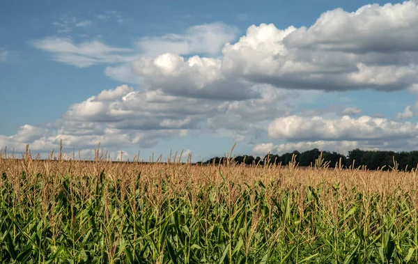 Maisfeld Vor Dem Hintergrund Eines Hains Und Himmel Mit Weißen — Stockfoto