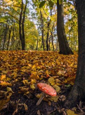 Sonbahar ormanında zehirli mantar. En zehirli mantar mantarlarından biri Amanita muscaria, yaygın olarak sinek agariği olarak bilinir. Seçici odak. 