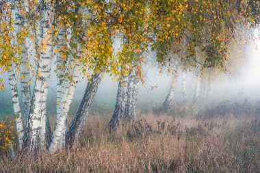 Yoğun siste sarı yaprakları olan huş ağaçları. Seçici odak