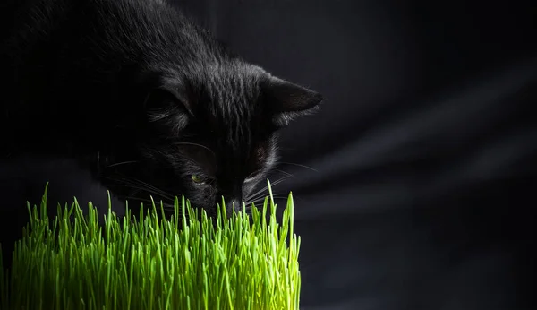 Gras Voor Katten Zwart Kat Snuiven Jong Gras Een Donkere — Stockfoto
