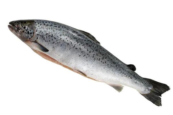 Ausgenommen Lachs Isoliert Auf Weißem Hintergrund — Stockfoto