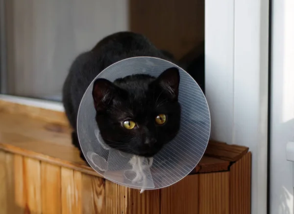 Koruyucu Veteriner Tasmalı Genç Siyah Kedi Pencerenin Kenarında Oturuyor — Stok fotoğraf