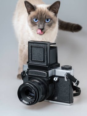 Mavi gözlü kedi, arka planda izole edilmiş bel hizasında görüş açısı olan klasik bir kameranın arkasında dudaklarını yalıyor. İlginç evcil hayvan ve fotoğraf konsepti.