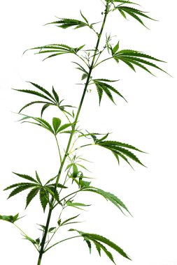 Kenevir bitkileri beyaz bir arka planda izole edilmiştir. Esrar yapraklarının dokusu.