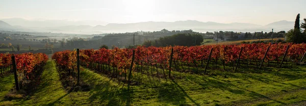 Jesienią Winnica Włoszech Wiersze Czerwonymi Liśćmi Świetle Wschodzie Słońca — Zdjęcie stockowe