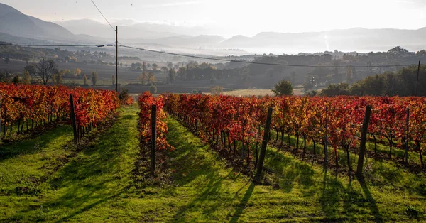 Vigneto Autunno Italia Righe Con Foglie Rosse Alla Luce All — Foto Stock