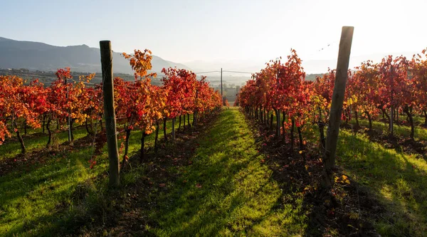 Vineyard Autumn Italy Rows Red Leaves Light Sunrise — Stock Photo, Image