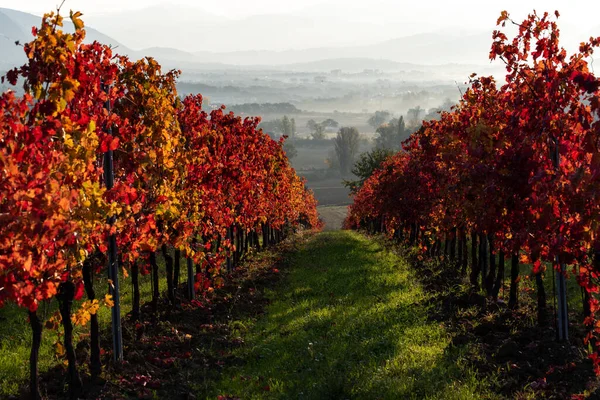 Weinberg Herbst Italien Reihen Mit Roten Blättern Licht Bei Sonnenaufgang — Stockfoto