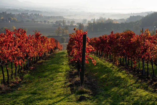 Vineyard Autumn Italy Rows Red Leaves Light Sunrise — Stock Photo, Image