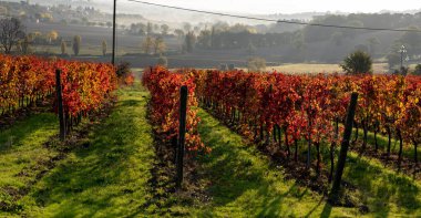 İtalya, sonbaharda üzüm bağı. Gün doğumunda kırmızı yapraklı sıralar.