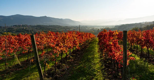 이탈리아 때붉은 나뭇잎이 파리들 — 스톡 사진