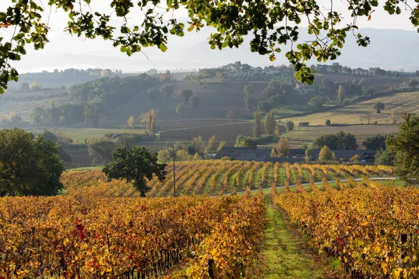 Weinberg Herbst Italien Reihen Mit Gelben Blättern Licht Bei Sonnenaufgang — Stockfoto