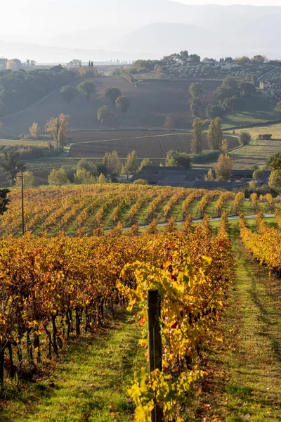 Vineyard Autumn Italy Rows Yellow Leaves Light Sunrise — Stock Photo, Image