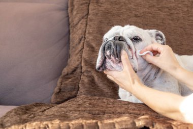 Cleaning English bulldog wrinkles. clipart