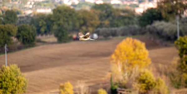 Птица Воздушного Змея Летит Над Сельской Местностью — стоковое фото