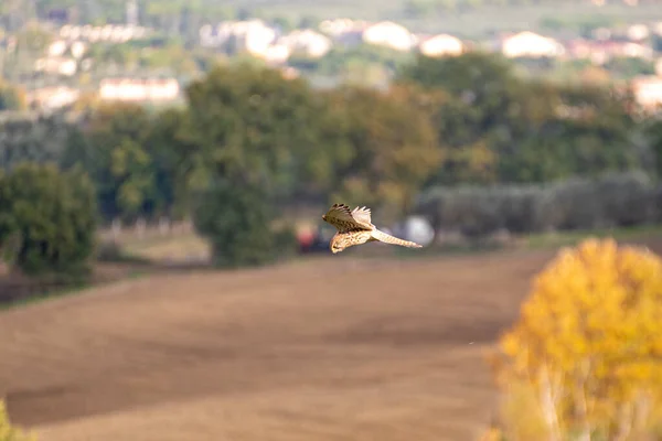 Pasărea Speciei Zmeu Zbor Peste Mediul Rural — Fotografie, imagine de stoc