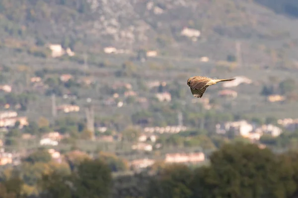 Pasărea Speciei Zmeu Zbor Peste Mediul Rural — Fotografie, imagine de stoc