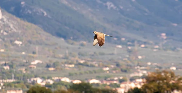 Pasărea Speciei Zmeu Zbor Peste Mediul Rural — Fotografie, imagine de stoc