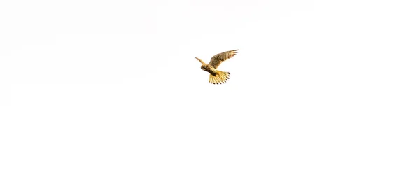 Pássaro Espécie Pipa Voo Sobre Fundo Branco — Fotografia de Stock