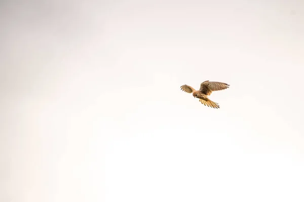 Burung Dari Spesies Layang Layang Dalam Penerbangan Latar Belakang Putih — Stok Foto