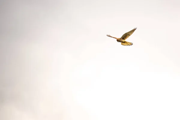 Pasărea Speciei Zmeu Zbor Fundal Alb — Fotografie, imagine de stoc