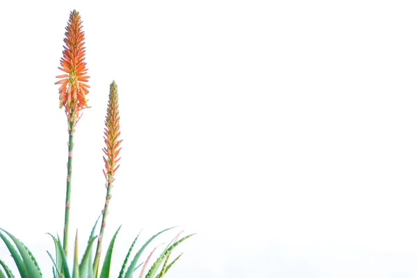 Tipik turuncu çiçekli aloe ağaçlığı. Birçok iyileştirici özelliği olan sulu bir bitki. Beyaz arka plan. Boşluğu kopyala