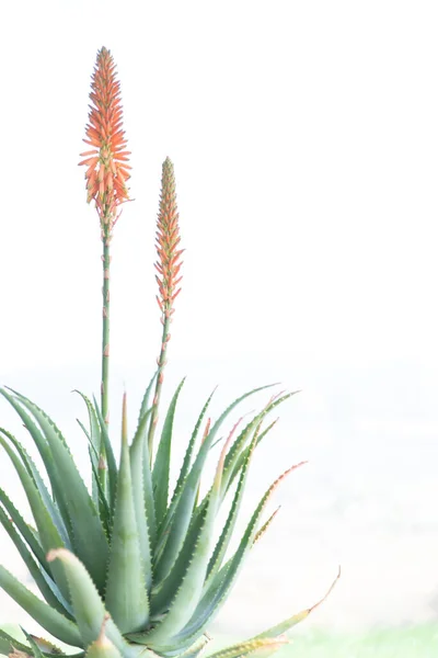 Tipik turuncu çiçekli aloe ağaçlığı. Birçok iyileştirici özelliği olan sulu bir bitki. Beyaz arka plan. Boşluğu kopyala
