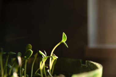 Evde yetişen organik filizler. Sağlıklı beslenme kavramı. Yakın çekim, seçici odaklanma, doğal ışık.