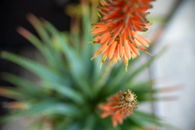 Tipik turuncu çiçekli aloe ağaçlığı. Birçok iyileştirici özelliği olan sulu bir bitki..