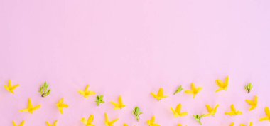 Floral composition. Pattern made of yellow forsythia flowers on a pink background. Concept of spring, easter, summer. Flat lay, top view, copy space