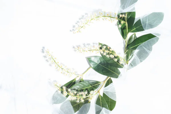 Floral Composition Sunlight Delicate White Flowers Shiny Leaves Surrounded White — Fotografia de Stock