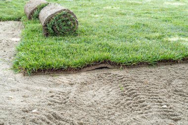 Yuvarlanmış bir çimenliğin üzerinde.