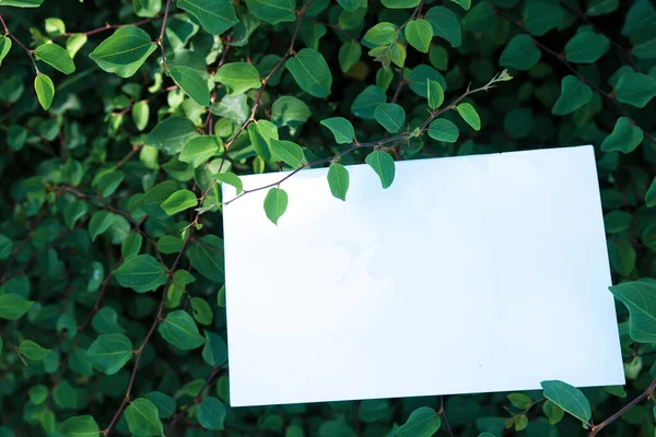 Cartão Convite Cartão Felicitações Cartão Branco Branco Emoldurado Por Vegetação — Fotografia de Stock
