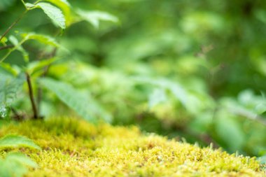 Yeşil yeraltı arka planı. Ön planda yosun, arka planda yapraklar. Seçici odak