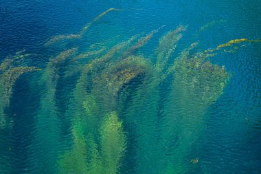 Değişik tonlarda yeşil ve mavi renkli güzel görüntüler yaratan yosunlu su. Soyut arkaplan