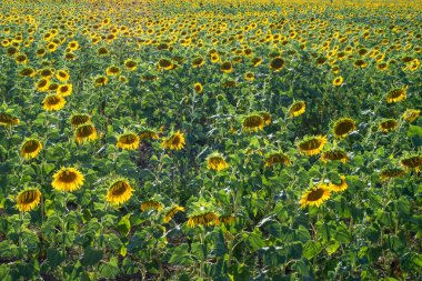 Batan güneşe karşı solmuş ayçiçeği tarlası