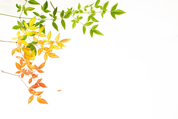 Galhos Com Folhas Coloridas Outono Fundo Branco Conceito Outono Espaço — Fotografia de Stock