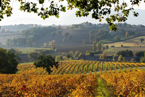 Vineyard Autumn Italy Rows Yellow Leaves Light Sunrise — Stock Photo, Image