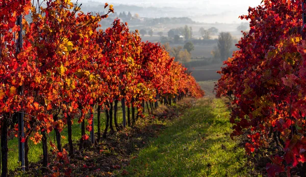 Viñedo Otoño Italia Filas Con Hojas Rojas Luz Amanecer Imagen De Stock