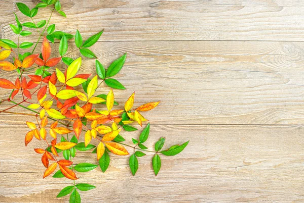 Galhos Com Folhas Coloridas Outono Fundo Madeira Conceito Outono Espaço — Fotografia de Stock