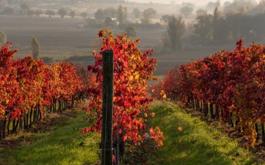 İtalya, sonbaharda üzüm bağı. Gün doğumunda kırmızı yapraklı sıralar.