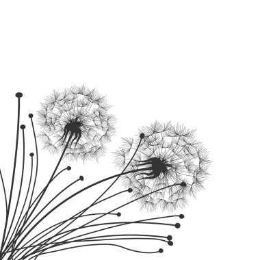 Dandelions siyah ve beyaz arka plan 