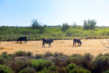 Güneşli bir günde Fransa 'nın Camargue bölgesinde dinlenen boğalar