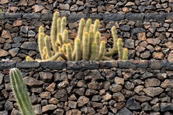 Lanzarote España Agosto 2018 Paseando Dentro Del Famoso Jardín Cactus — Foto de Stock