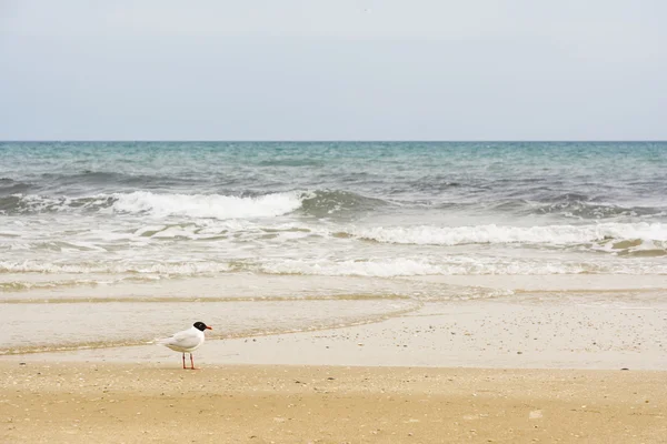 Gaviotas en la playa —  Fotos de Stock