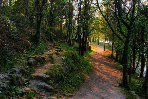 Vecchio mulino ad acqua nella foresta — Foto Stock