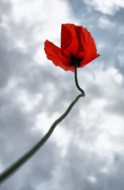 Yalnız haşhaş göğe gider