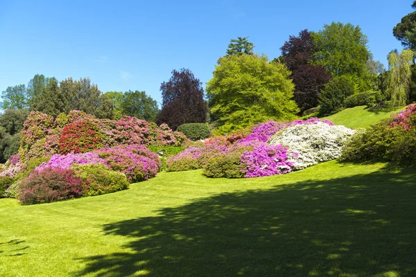 Fleurs dans le jardin — Photo