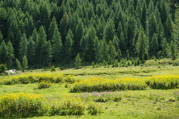 Meadow, flowers and forest in the mountains — Stock Photo, Image